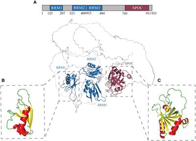 Exploring the role of m 6 A writer RBM15 in cancer: a systematic review